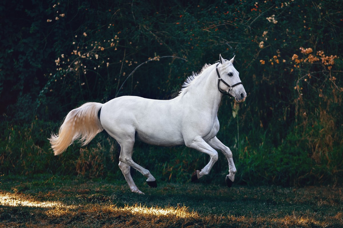 Gaits of the Horse - Horse Riding Article