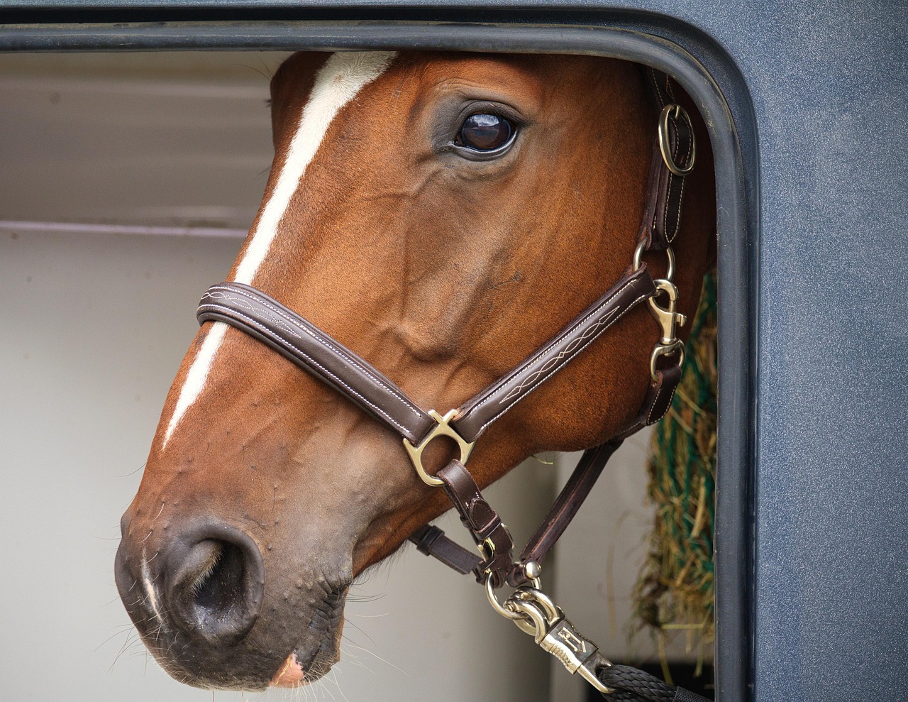 Horseboxes or Trailers: Which Suits You?