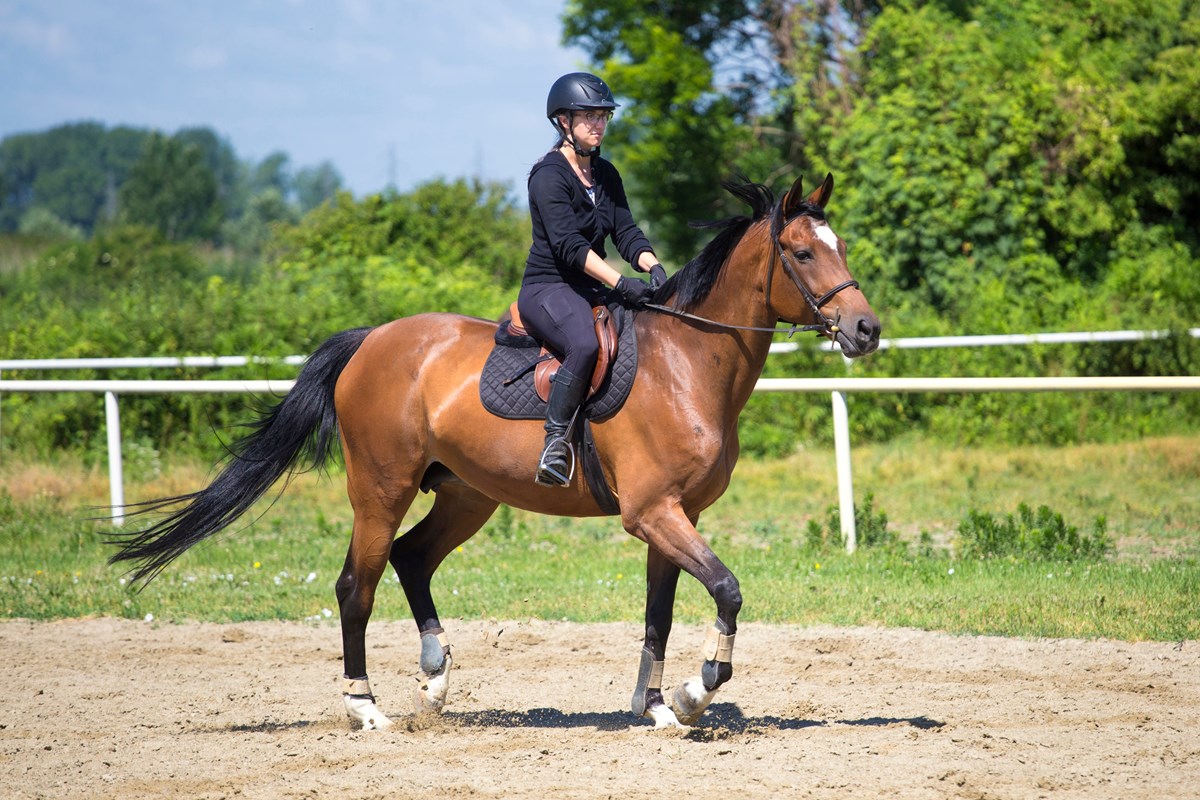 Get a slower collected lope - Horse Riding Article